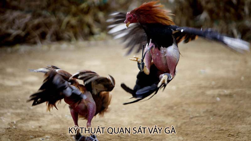 Kỹ thuật quan sát vảy gà