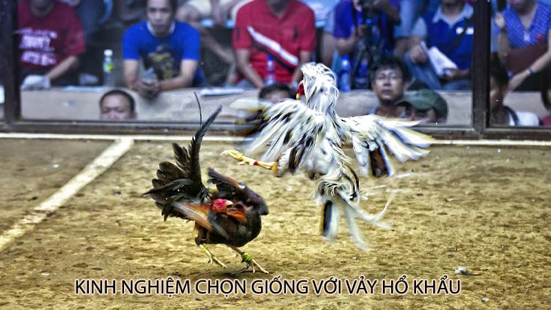 Kinh nghiệm chọn giống với vảy hổ khẩu