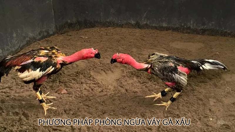 Phương pháp phòng ngừa vảy gà xấu